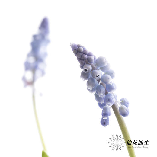 荷兰花材 | 葡萄风信子Manon 商品图3