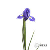 荷兰花材 | 鸢尾紫色 Blue Magic 商品缩略图3