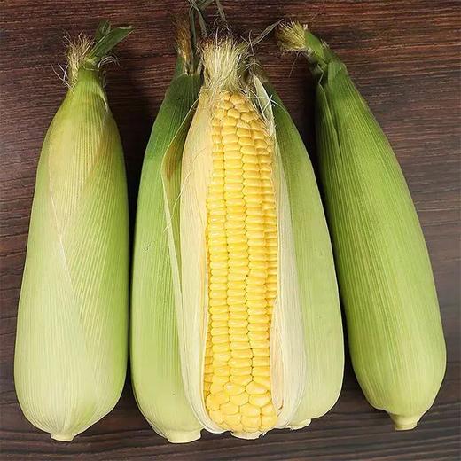 【密云农家玉米双拼 3根水果玉米+3根糯玉米】6根/份，双重口味，鲜玉米，儿时的味道 商品图3