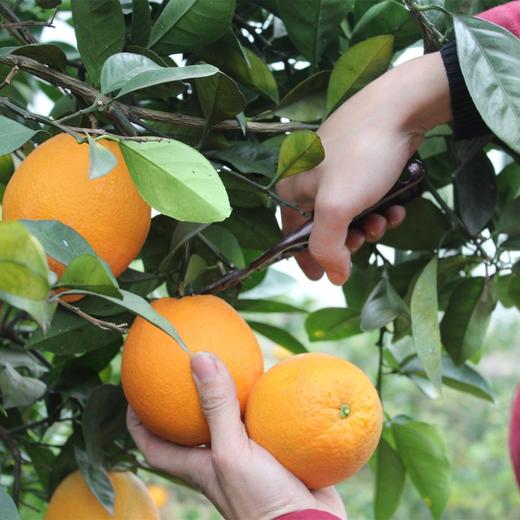 正宗赣南夏橙510斤装江西甜橙子应季新鲜水果孕妇现摘手剥脐橙