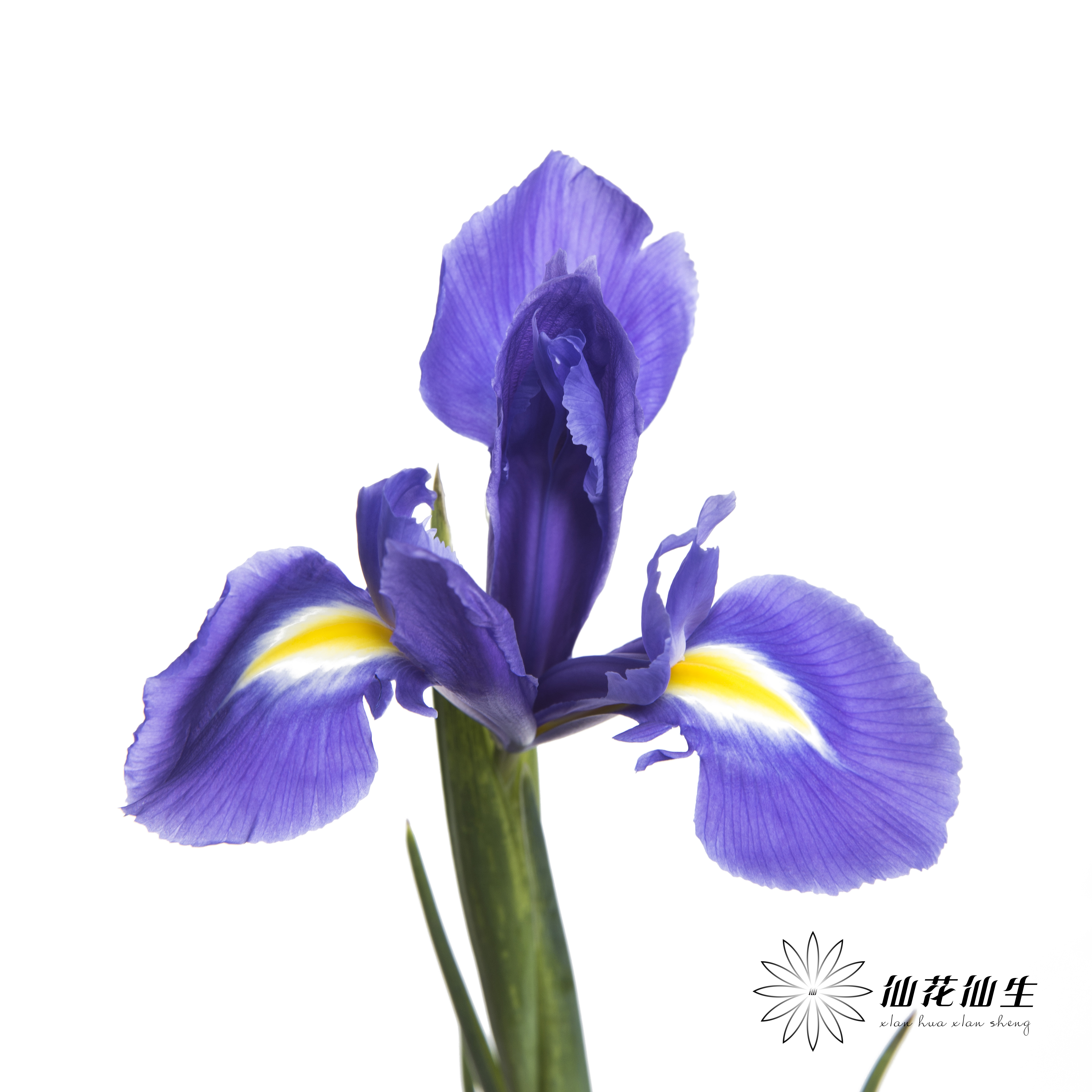 荷兰花材 | 鸢尾紫色 Blue Magic