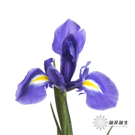 荷兰花材 | 鸢尾紫色 Blue Magic