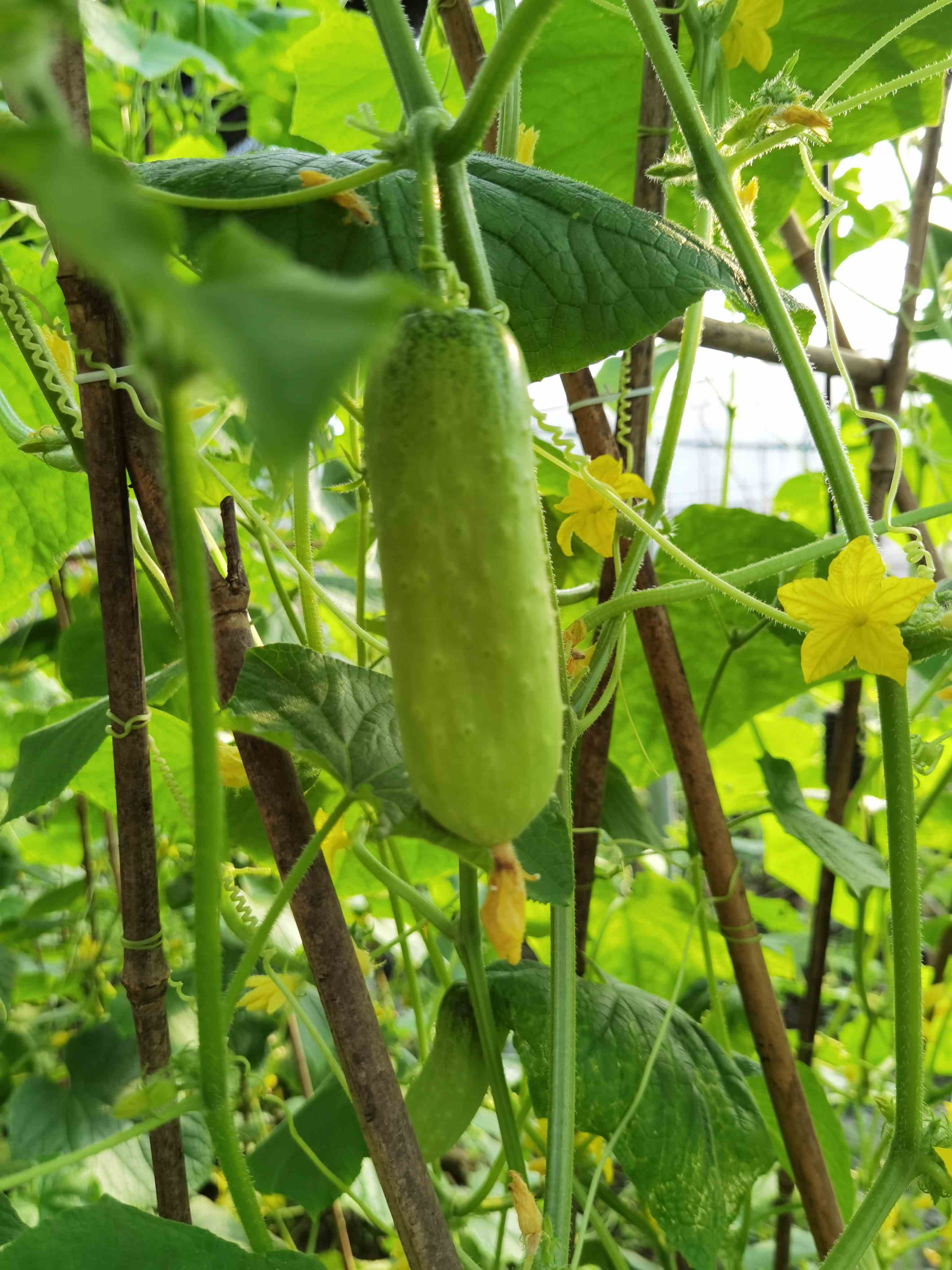 黄瓜蜗牛花园农场放心菜黄瓜自然农法种植