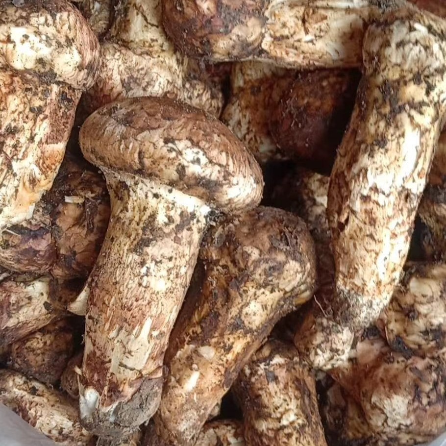 【中国松茸之乡】海拔3500米 甘孜雅江松茸 2斤一箱【下单24小时发货