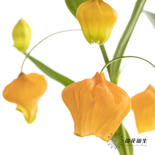 日本花材 | 宫灯百合SandersoniaAurantiaca 商品图4
