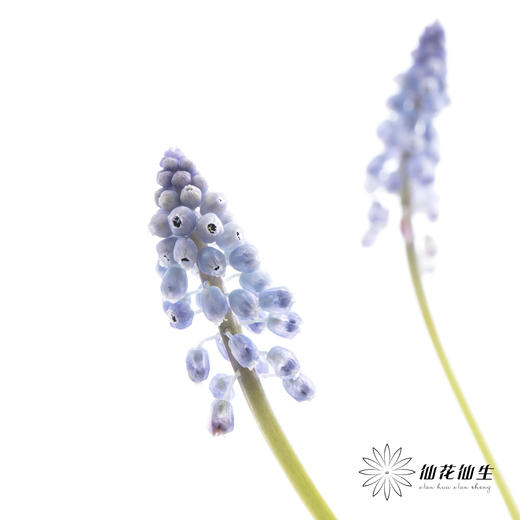 荷兰花材 | 葡萄风信子Manon 商品图2