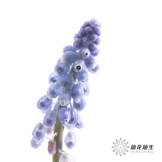 荷兰花材 | 葡萄风信子Manon 商品图0