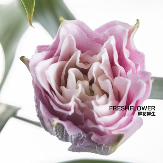 百合 | 重瓣伊莎贝拉 商品图3