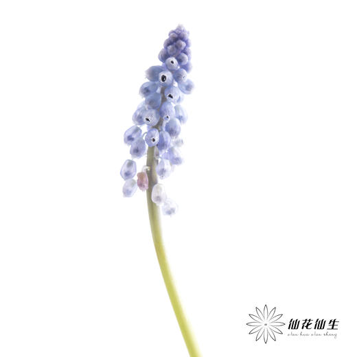 荷兰花材 | 葡萄风信子Manon 商品图4