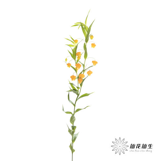 日本花材 | 宫灯百合SandersoniaAurantiaca 商品图3