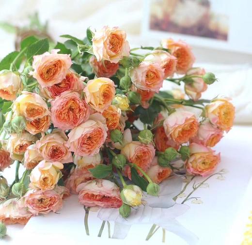 4pp多头玫瑰浪漫爱人10枝扎