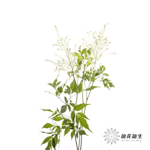 荷兰花材 | 络新妇白色Washington 商品图2