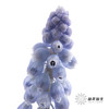 荷兰花材 | 葡萄风信子Manon 商品缩略图1