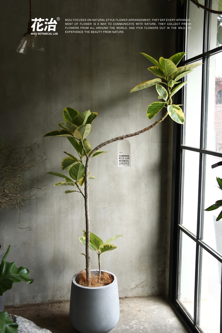 虽然不会说话,但是它们能够感受到你对它们的爱 日本风格造型黄金榕