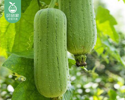 现摘新鲜丝瓜/1份（1250g±100g） 商品图3