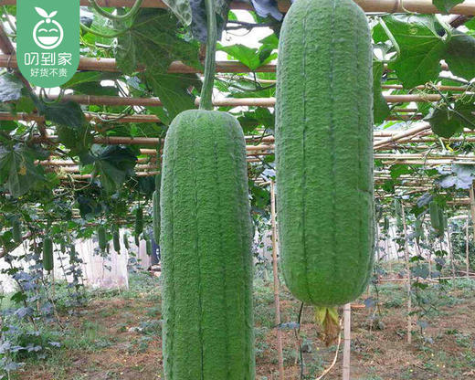 现摘新鲜丝瓜/1份（1250g±100g） 商品图2