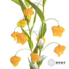 日本花材 | 宫灯百合SandersoniaAurantiaca