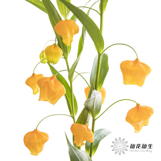 日本花材 | 宫灯百合SandersoniaAurantiaca 商品图0