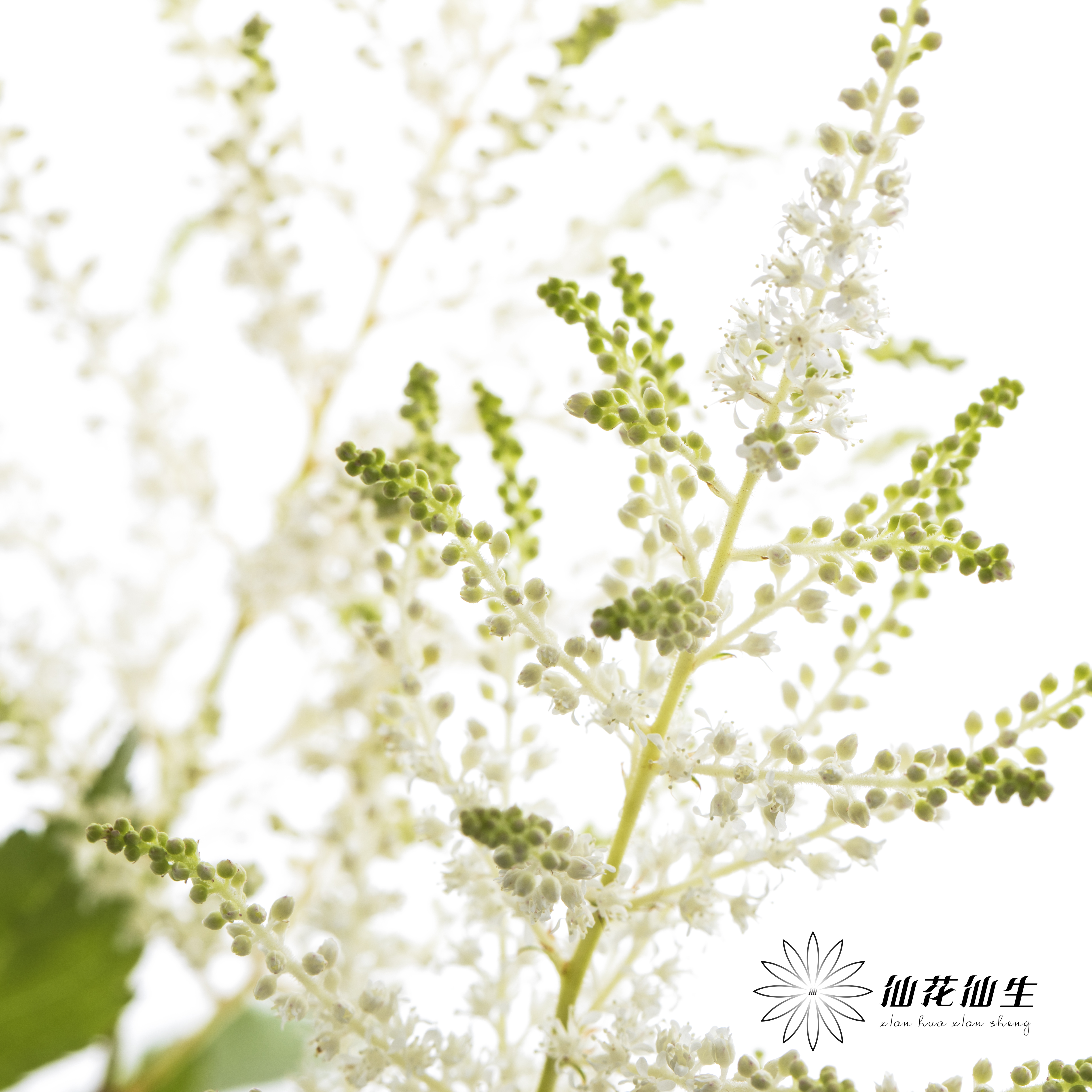 荷兰花材 | 络新妇白色Washington