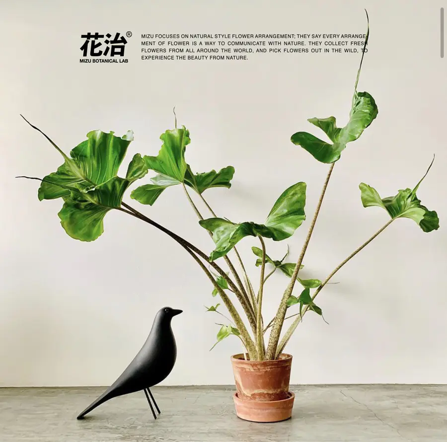 荷兰进口 黄貂鱼海芋 Alocasia Macrorrhizos Stingray