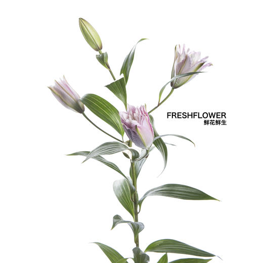 百合 | 重瓣伊莎贝拉 商品图1