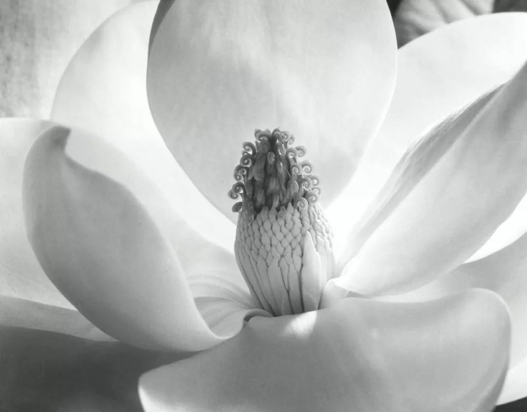 2017_NYR_15396_0008_000(imogen_cunningham_magnolia_blossom_1925).jpg