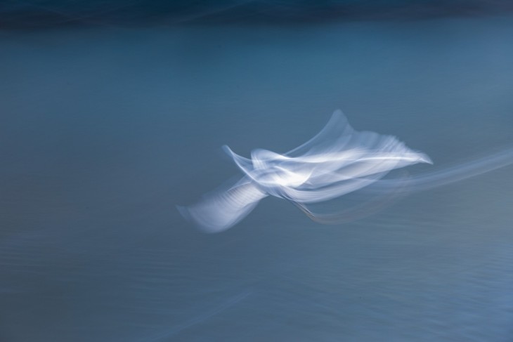 其实,"烟轨"是采用"超慢门"追随拍摄加上快速"摇摄",使飞鸟的身影在