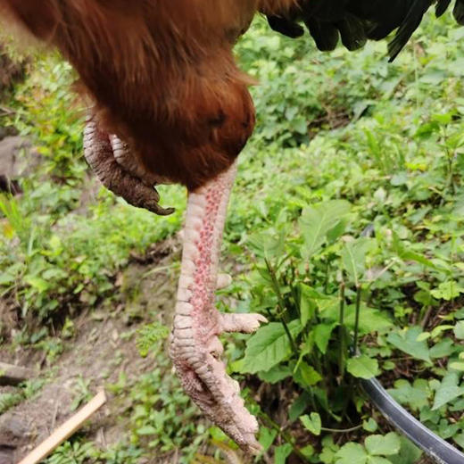 花秋土鸡+鲜黔北土鸡蛋（32枚装） 商品图2