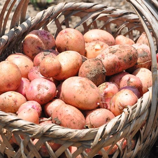 云南高原红皮小土豆9斤装产地直发