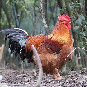 黔山大公鸡【冷链配送】