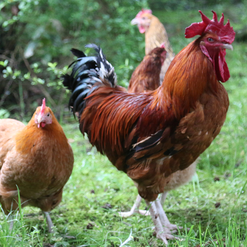 花秋土鸡2只/母鸡