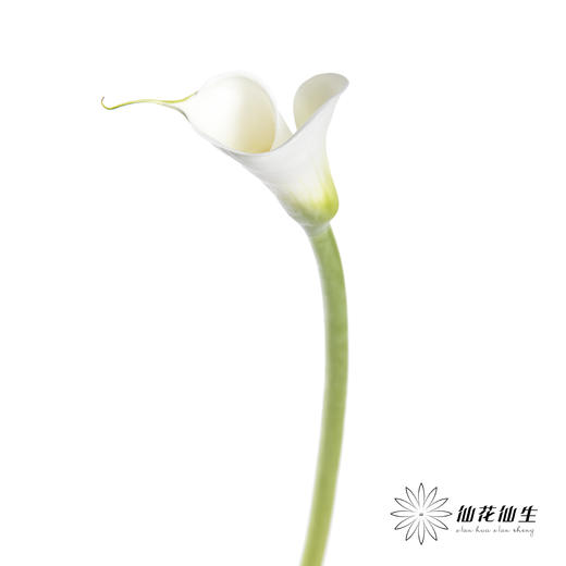 海芋 | 白色（花苞紧闭状态发出） 商品图2