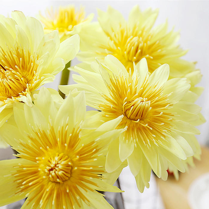 重瓣金黄色睡莲 5枝