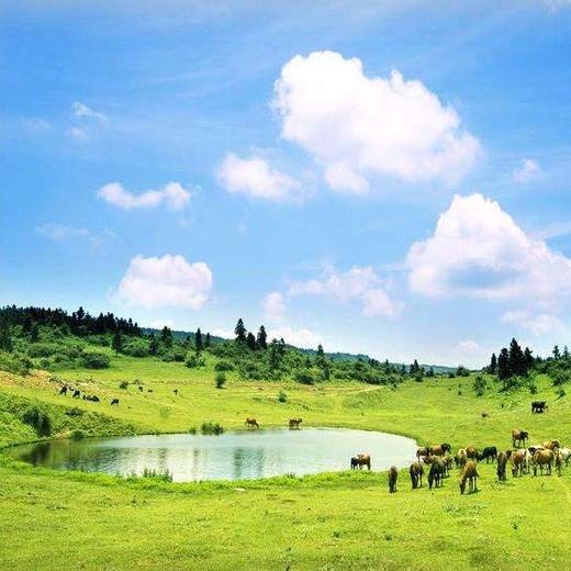 武隆天生三桥龙水峡地鏠仙女山纯玩一日游 商品图2