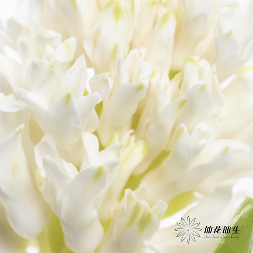 荷兰花材 | 风信子白色 Polar Giant 商品图1