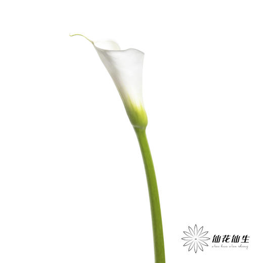 海芋 | 白色（花苞紧闭状态发出） 商品图3