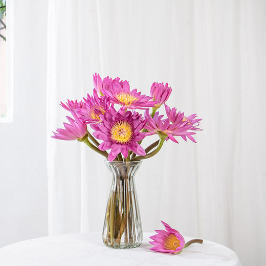 玫粉色睡莲10枝