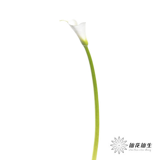 海芋 | 白色（花苞紧闭状态发出） 商品图4