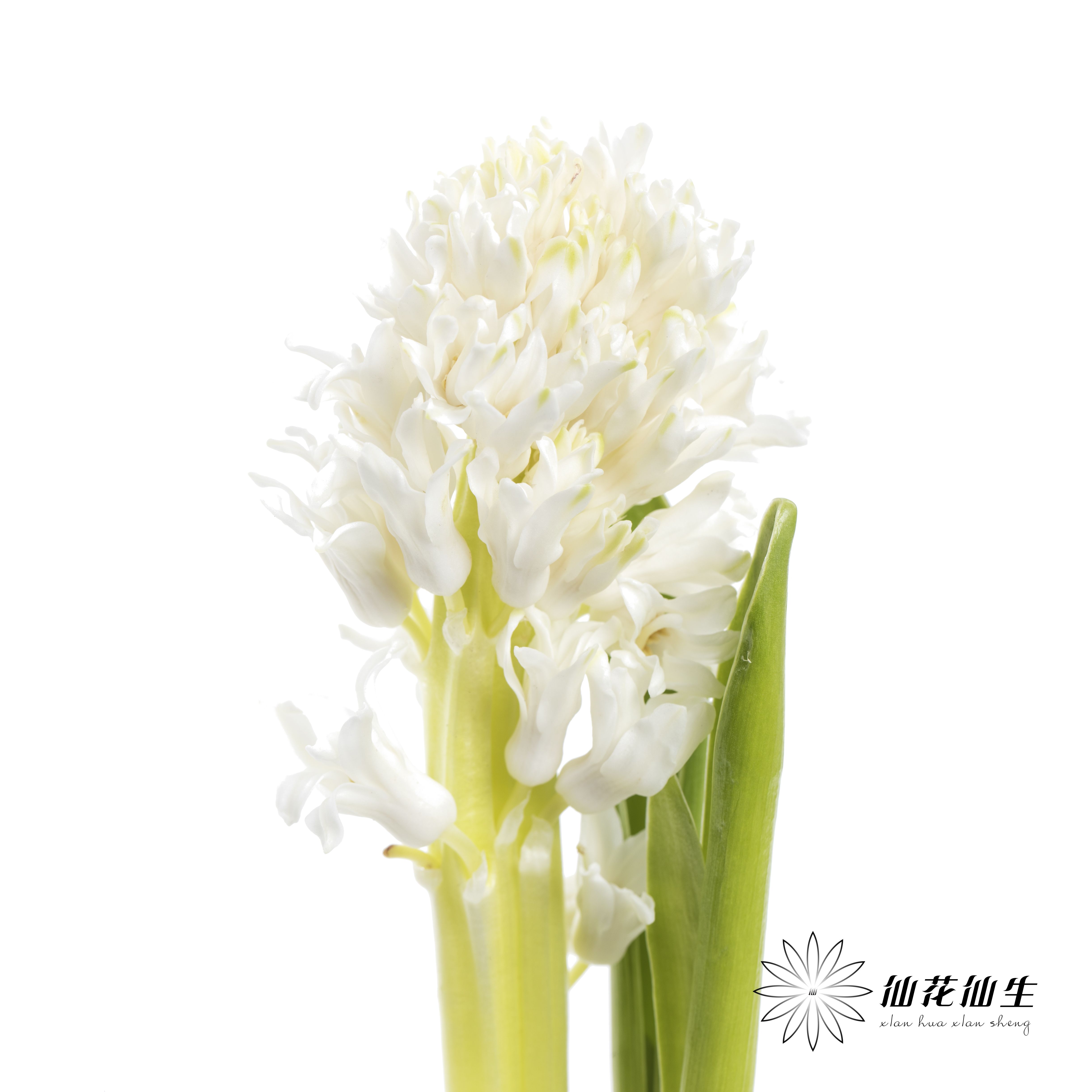 荷兰花材 | 风信子白色 Polar Giant