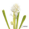 荷兰花材 | 风信子白色 Polar Giant 商品缩略图2