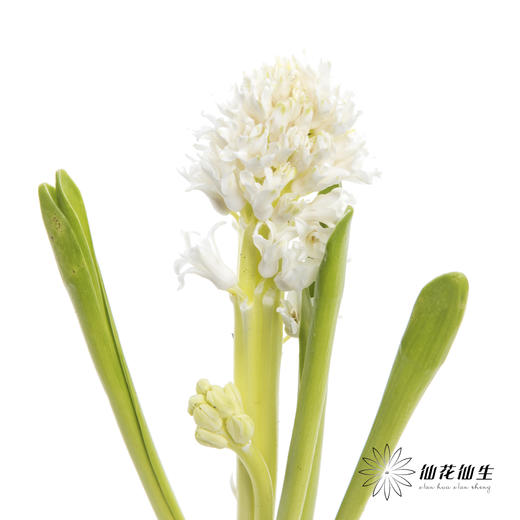 荷兰花材 | 风信子白色 Polar Giant 商品图2