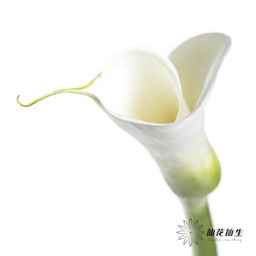 海芋 | 白色（花苞紧闭状态发出）