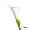 海芋 | 白色（花苞紧闭状态发出） 商品缩略图1