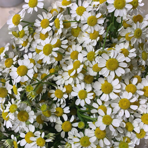 洋甘菊 商品图1