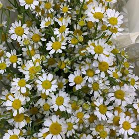 洋甘菊