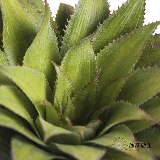 配果 | 黑凤梨 商品图2