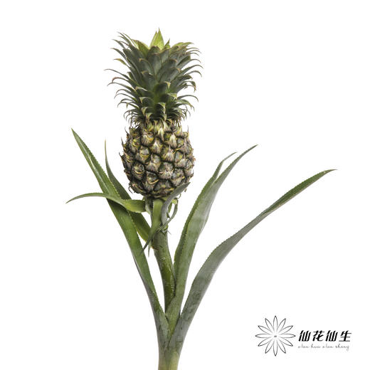 配果 | 黑凤梨 商品图4