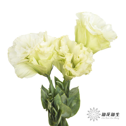 洋桔梗 | 绿色 商品图0