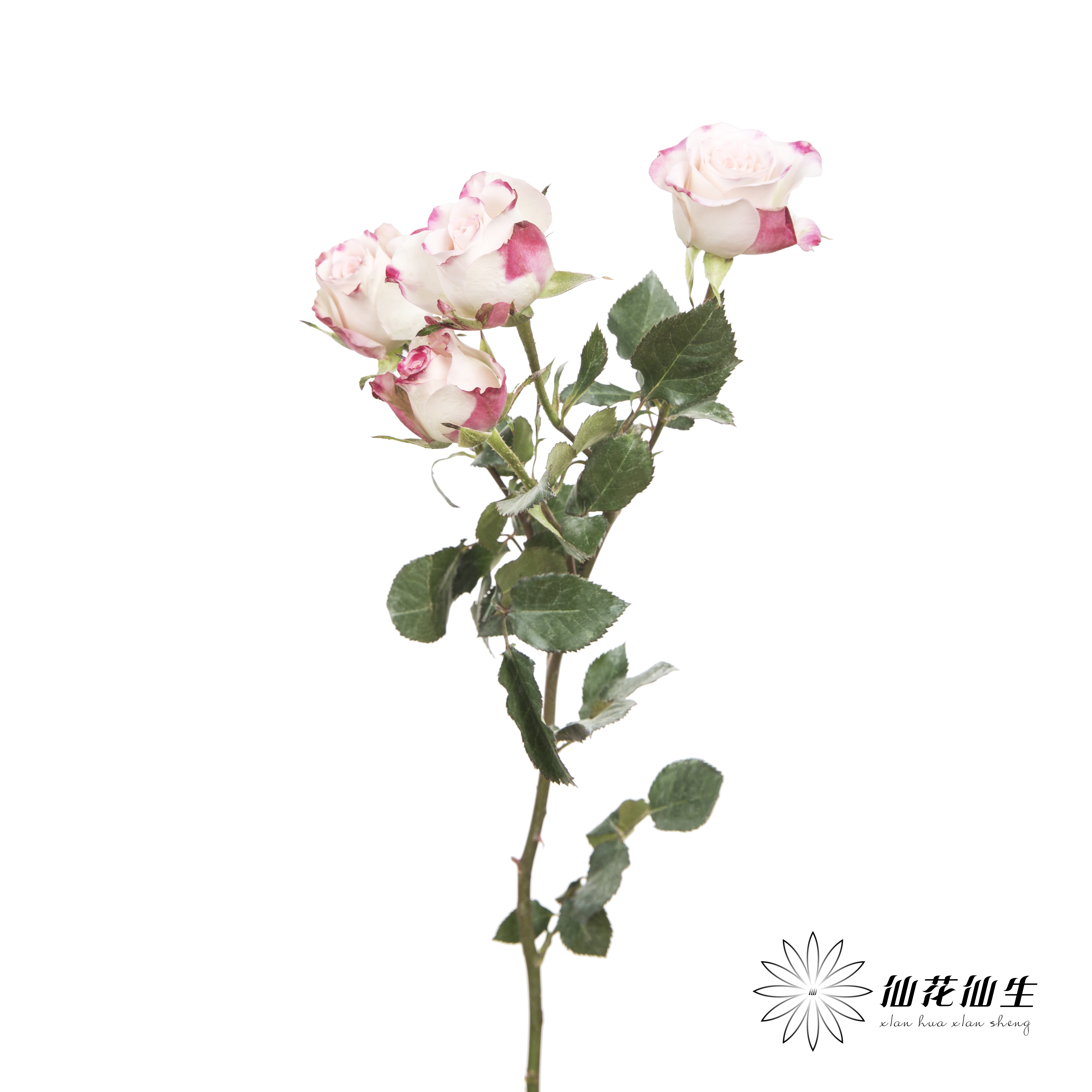 多头玫瑰 | 折射