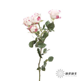 多头玫瑰 | 折射